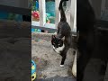 Если тебе не нравится твоя работа 😹🤣 #cat  #позитив #цитаты #юмор #смех #котики
