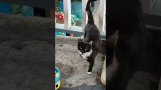 Если тебе не нравится твоя работа 😹🤣 #cat  #позитив #цитаты #юмор #смех #котики