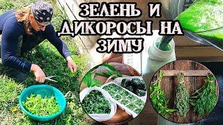 🌿 Зелень и дикоросы на зиму. Лучшие способы заготовки для здорового питания.