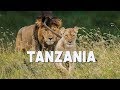 Tanzania Safari Tips - Serengeti, Ngorongoro, Tarangire, Lake Manyara  | The Planet D