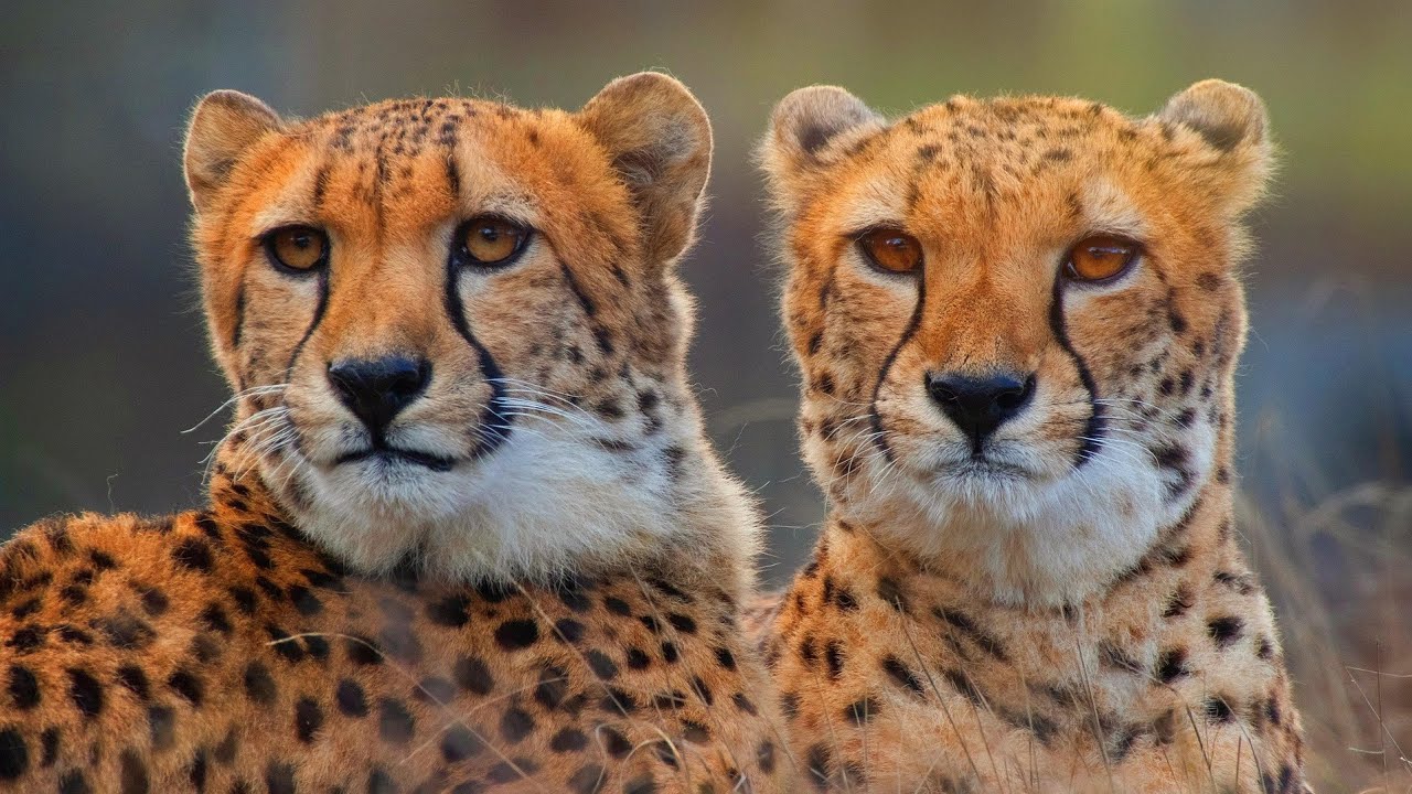 Cheetahs in Slow Motion | Nature’s Fastest Predator in Stunning Detail.