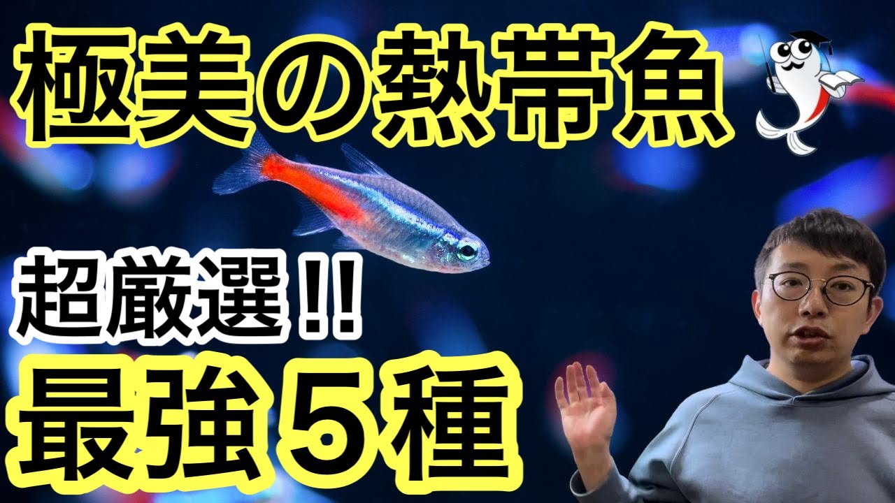 今選ぶ熱帯魚5種 飼いやすくて極美な魅力満載の熱帯魚をご紹介 Youtube