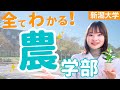 【学部紹介】新潟大学の農学部について全てお話します