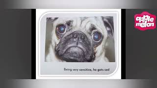 Fun Stories For Kids All Dogs Have Adhd