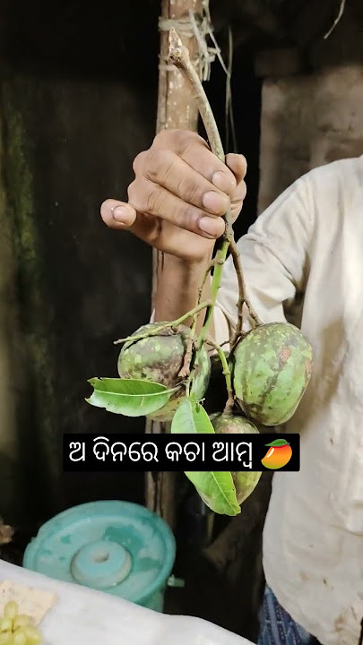 vira mango 🥭 off season mango 🥭#youtub #shrots #video