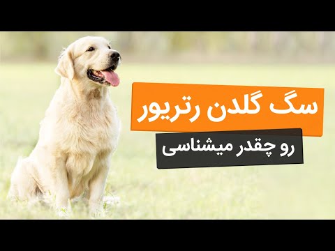 تصویری: آیا باید گلدن رتریور بگیرم؟