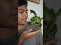 dragon vlog