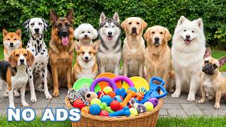 12 Hours of Music for Dogs When Home Alone 🐶 Anti Anxiety Music For Dogs 🐶 Dog Stress Relief Music