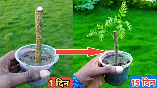 Grow curry leaf by cutting (with update)