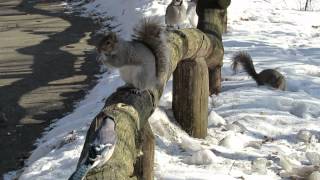 Squirrel vs BlueJay vs Woodpecker vs Squirrel