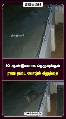 10 ஆண்டுகளாக தெருவுக்குள் ராஜ நடை போடும் சிறுத்தை