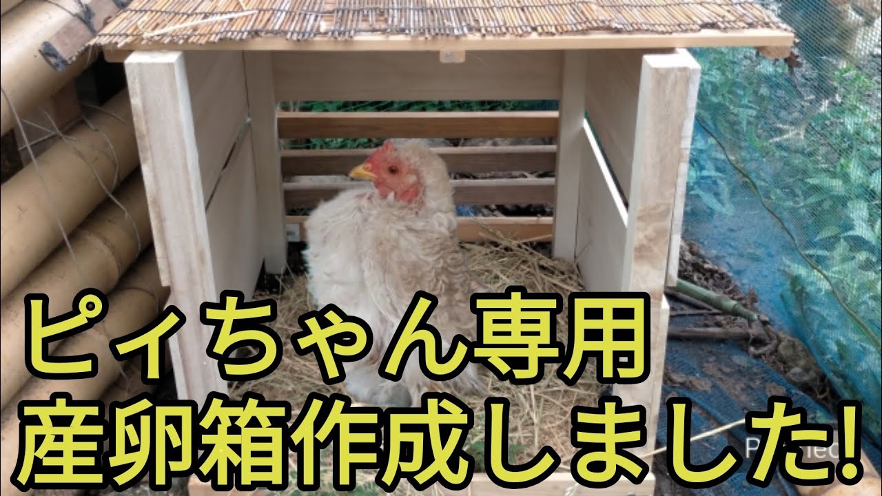 本日最終　ラスト一箱　屋久島産　ライチ最大　希少アヒル卵ライチ　12個　750g 本日最終 ラスト一箱 屋久島産 ライチ最大 希少アヒル卵ライチ
