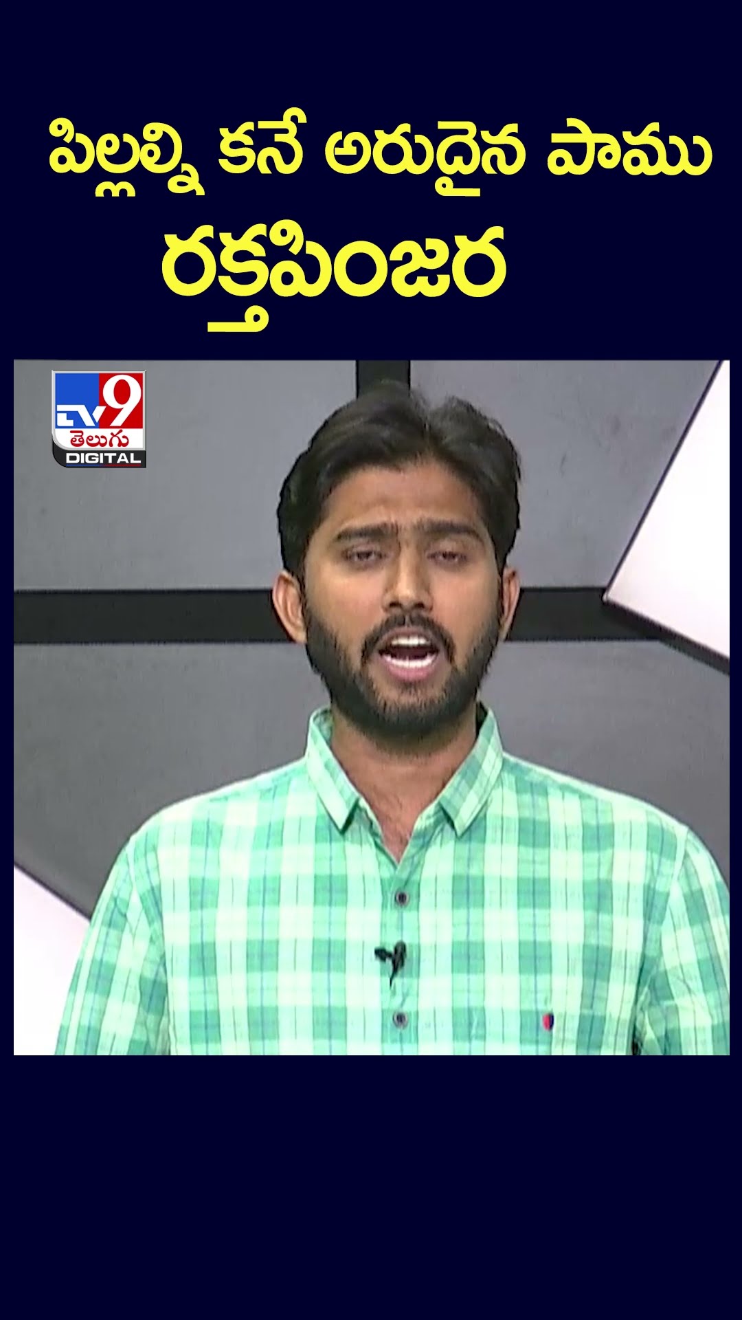 పిల్లల్ని కనే అరుదైన పాము రక్తపింజర -TV9