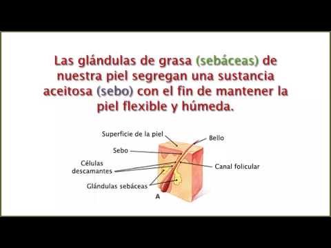 Acné - Qué es el ácne, características y cómo se forma?