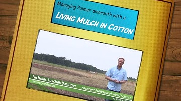 Managing Palmer amaranth with a Living Mulch in Cotton