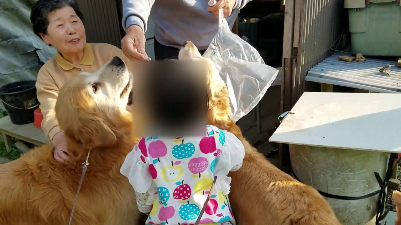 癒し動画 うさぎ Golden retriever participates at joint ownership time of age difference 82 years old