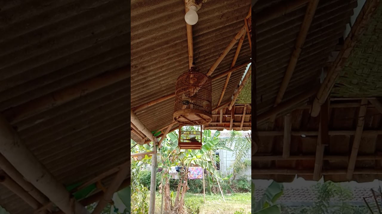Burung perkutut lokal ngangkluk gacor 