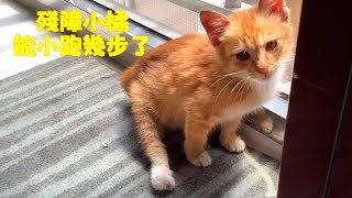 主人每天復健見效殘障小橘反折的腿正過來了 西樹 Xishu&Cats