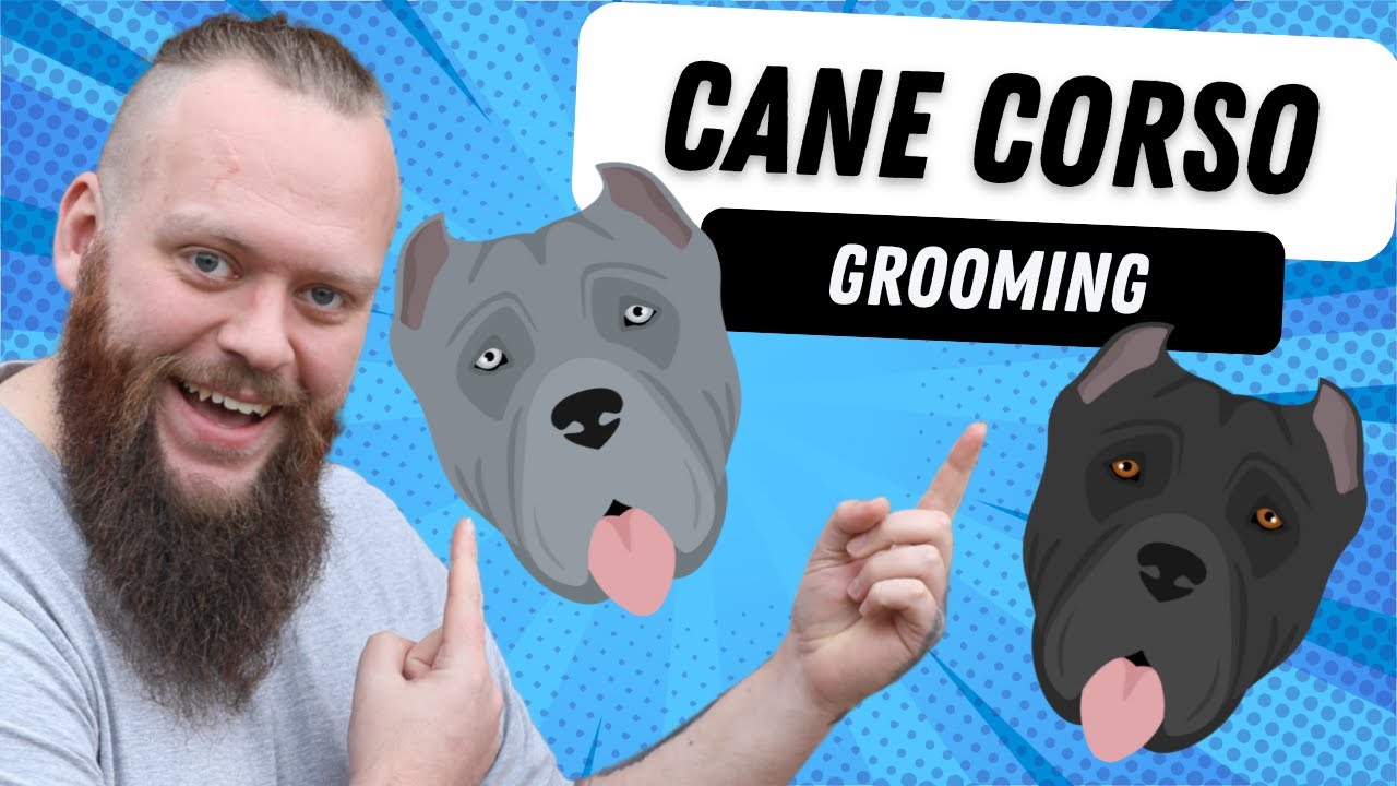 WHATS THE GROOMING LIKE FOR A CANE CORSO YouTube