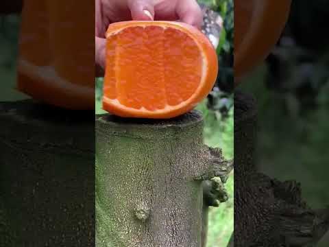 cutting juicy orange