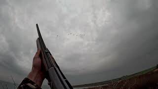 20232024 Av Sezonu Kaz Avı Kaz Vuruşu Turkey Goose Huntingгусиная Охота Гусиный Удар