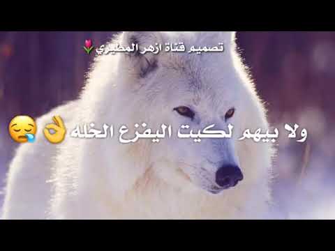 شعر عن الذيب 