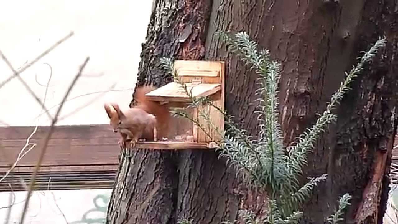 Eichhörnchen in Berlin an der Futterstation