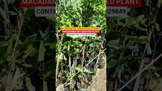 Macadamia Nut Plant Nursery Grafted Macadamia Nut Plant