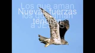 como las aguilas con letra chords