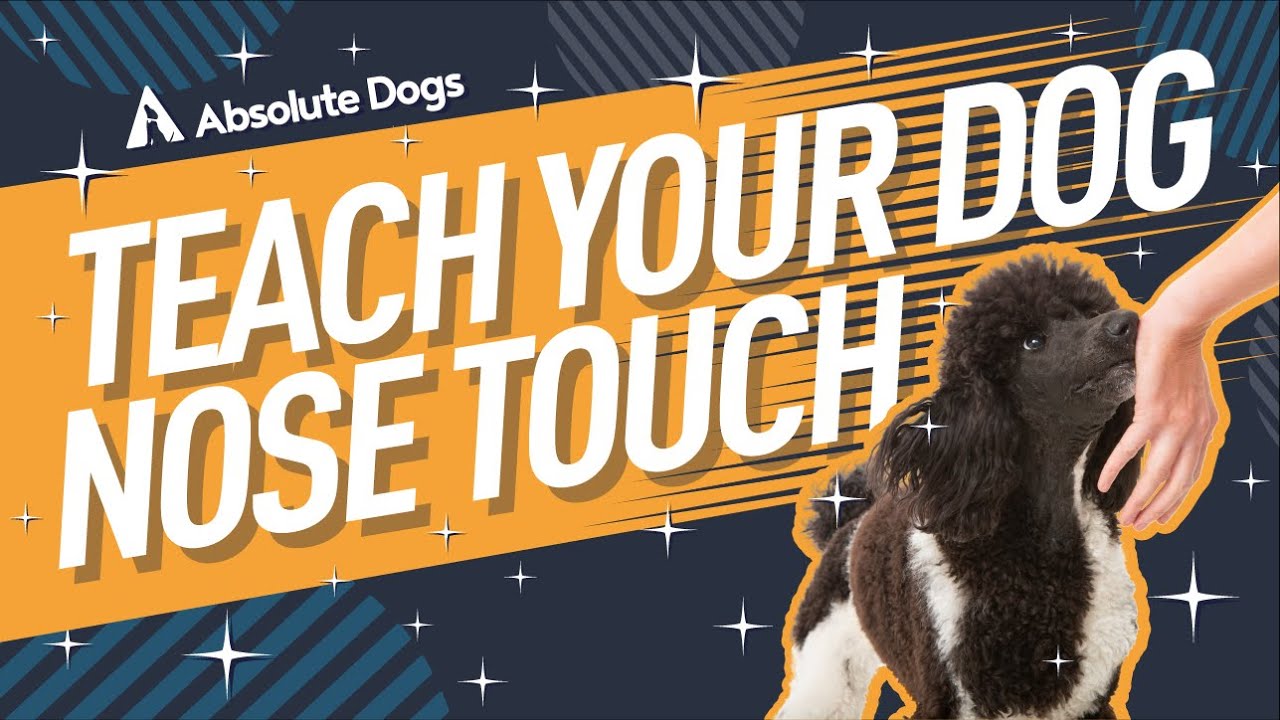 How to Teach your Dog a Nose Touch and Target your Hand YouTube