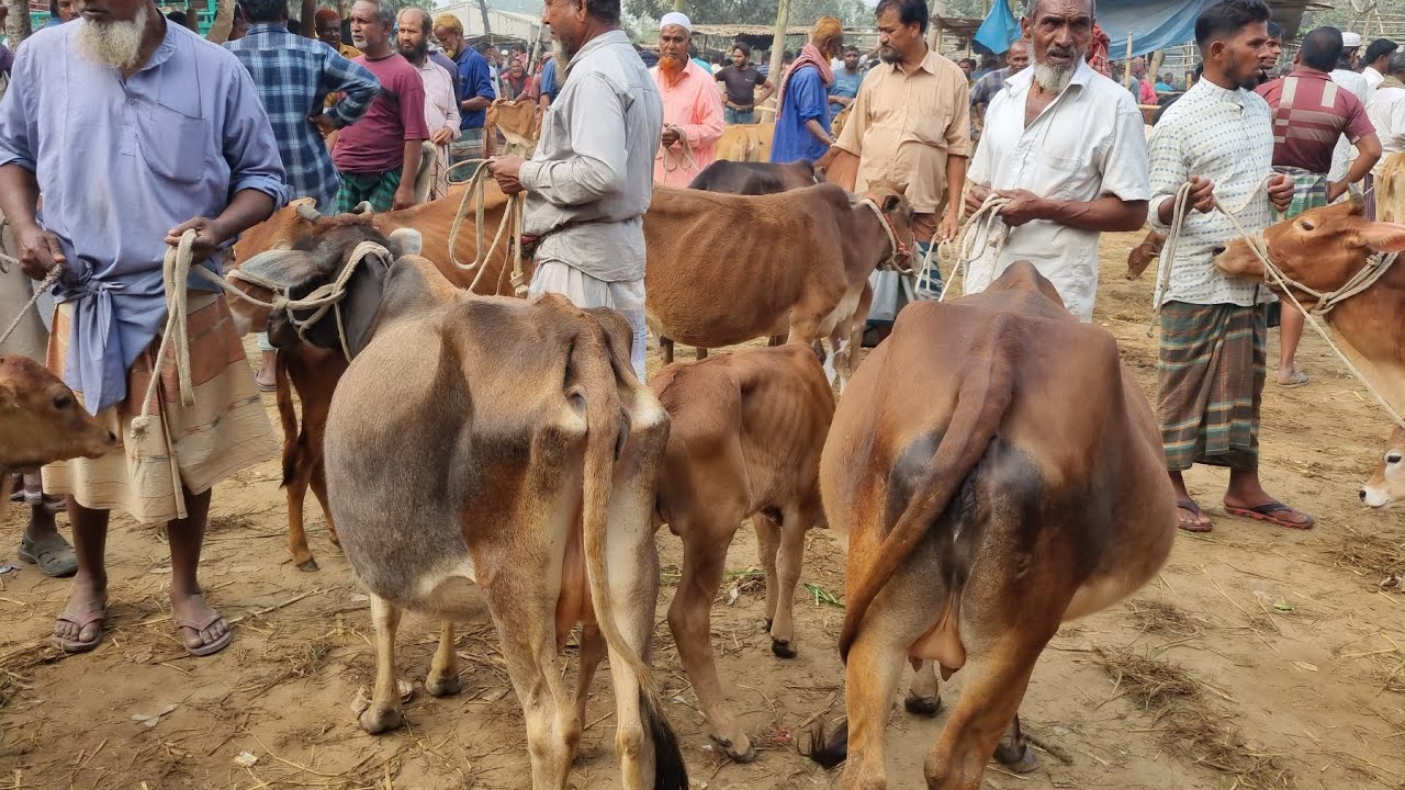 @আজ ২১ফেব্রুয়ারি ২৬ |বাচ্চাসহ দেশাল ৫০-৯০ হাজারের মধ্যে গাভী গরুর দাম | আফতাবগঞ্জ হাট | দিনাজপুর 