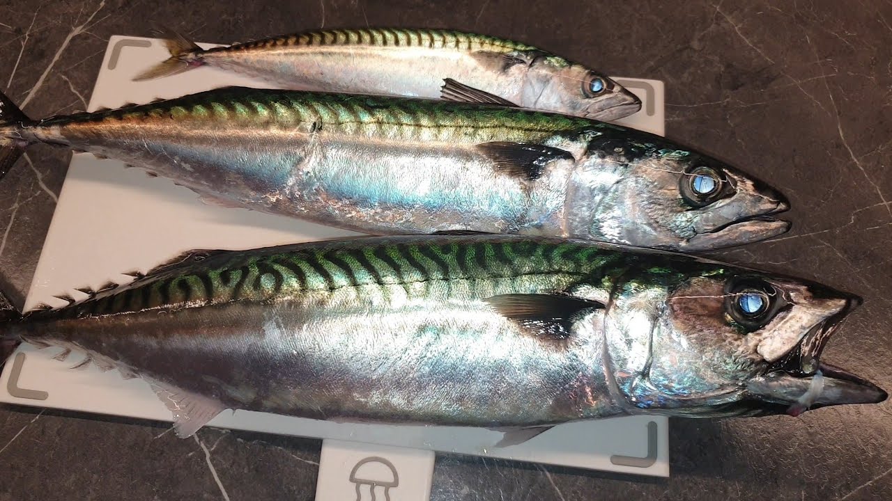 Feit høst makrell - Oktober - Oslo 2022 - YouTube