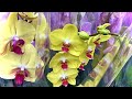 завоз ОРХИДЕЙ обзор СОЧНЫЕ КРАСОЧНЫЕ орхидеи по 729 рублей в ОБИ