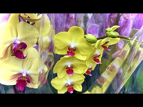 Video: Көчөттөр аркылуу орхидея примуласын өстүрүү