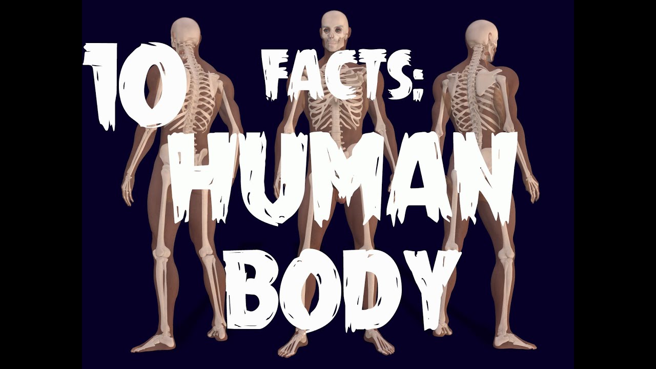 Top 10 Facts - Human Body - YouTube