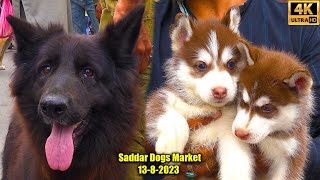 Saddar Dogs Market 1382023 Karachi | German Shepherd Pit bull Siberian Husky Dogs | سوق كلاب الأحد