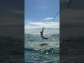 Got lucky and captured this amazing moment on camera 🎣