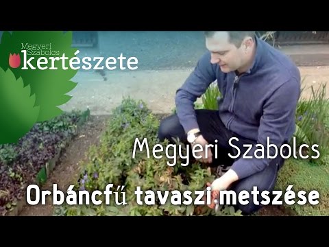 Videó: Saxifrage Bőrlevelű