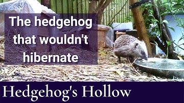 The hedgehog that wouldn