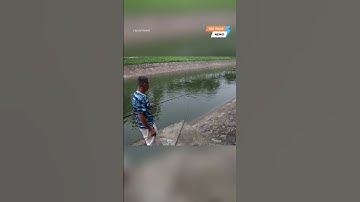 Cá về sông Tô Lịch cảnh tượng hiếm thấy sau nhiều năm #tintuc #thoisu #bwgr #bigwavenews #shorts