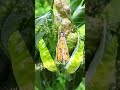 #short/#youtubeshort/#viral/#fruit(anong klasengprutas ito?)/#craving/#satisfying/@EMAsHelpingHand