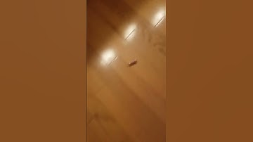 Cat toy bug #hexbug #shorts #youtubeshorts #funny #cat #toys