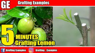 Grafting Lemon Tree | 5 Minutes Grafting Skill