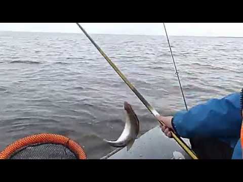 Открытие сезона, Ладожская
