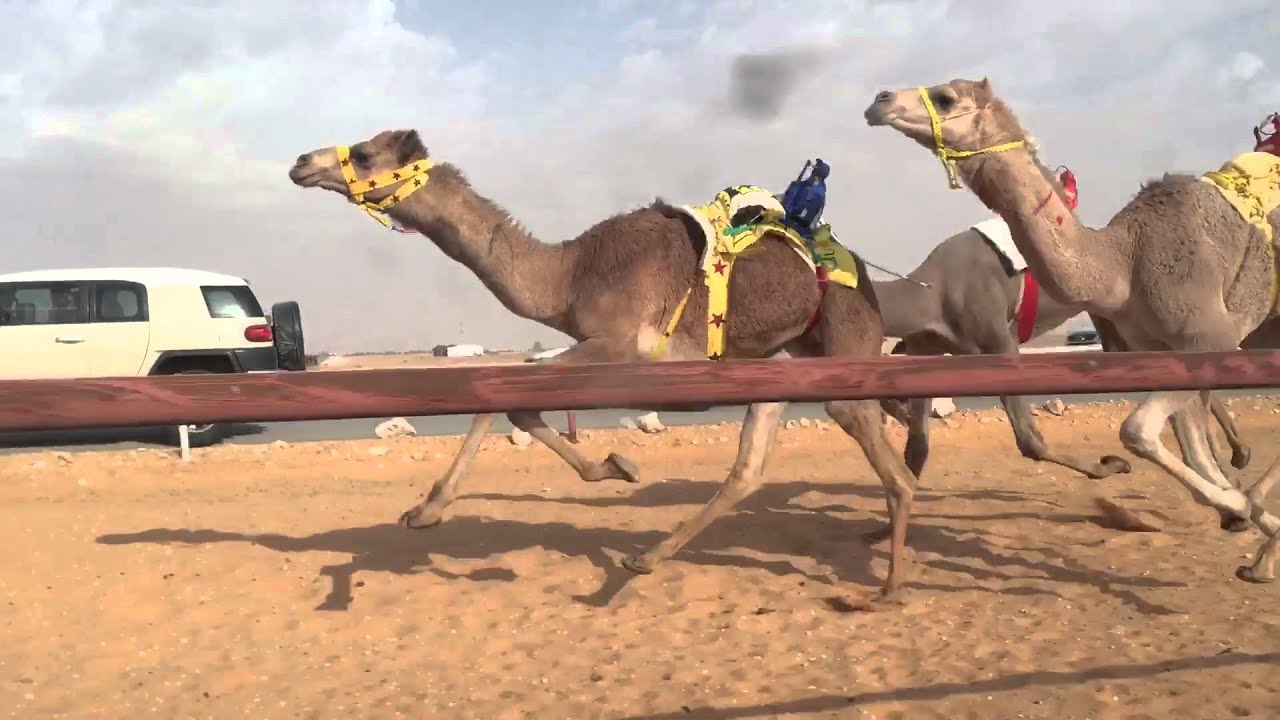 مفجر/ سعد حمدان الشمري