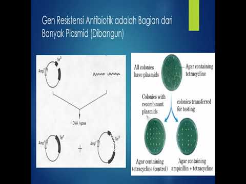 manipulasi-gen-dan-teknologi-dna-rekombinan