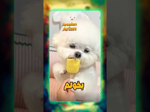 توله سگ شیطون بلا