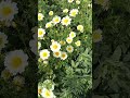 #gardening #agriculture #bannibannageet