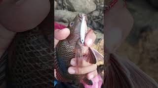 strike Mangrove Jack, umpan flutterstick. spot dok kapal Cilacap #mancing #cilacap #cilacapkekinian
