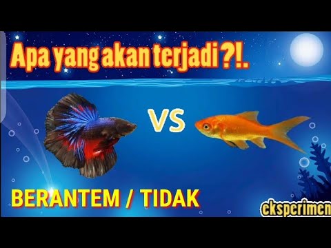 Video: Fakta dan Fakta tentang Ikan Mas vs. Betta